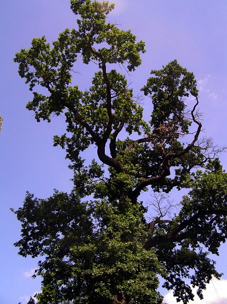 107_lednice.JPG - OLYMPUS DIGITAL CAMERA